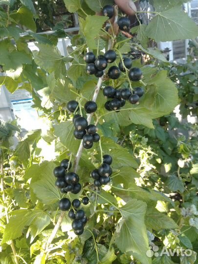 Черная смородина - саженцы