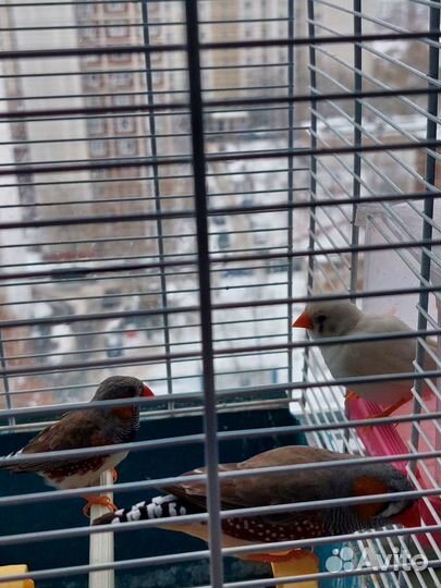 Птицы амадины