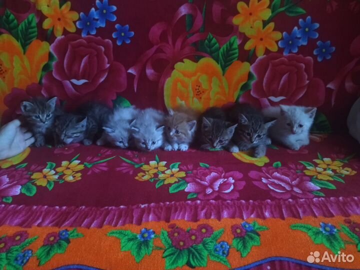 Котята ищут дом, помогите им)
