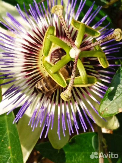 Семена пасифлёры