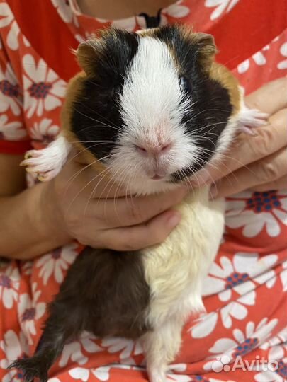 Морская свинка с клеткой