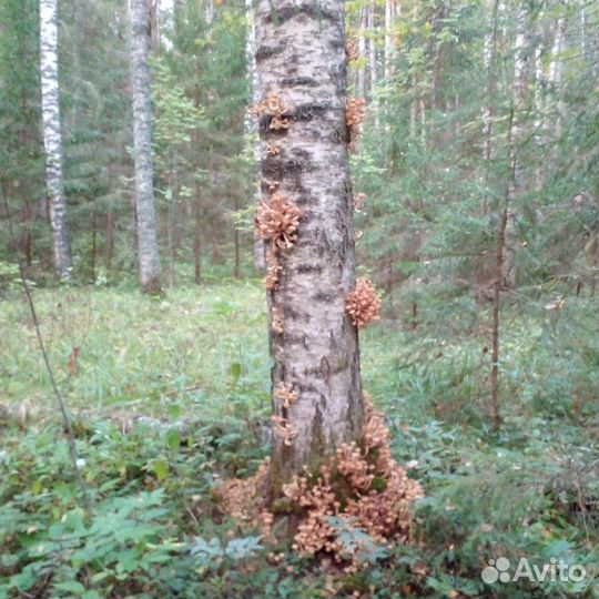 Грибы ; калина