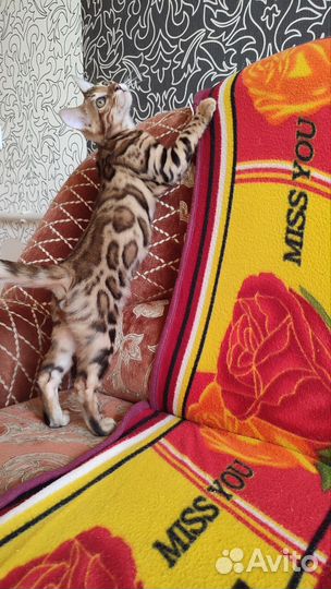Бенгальские котята