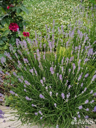Лаванда саженцы, овсяница саженцы