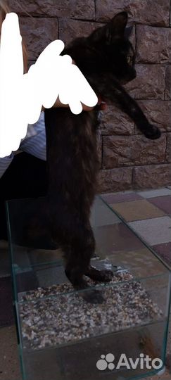 Котенок девочка 1-2 месяца