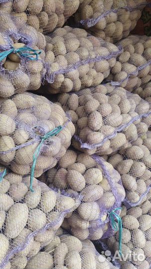 Семенной картофель