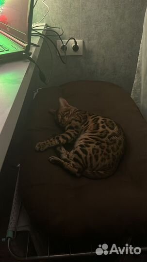 Бенгальский кот на вязку