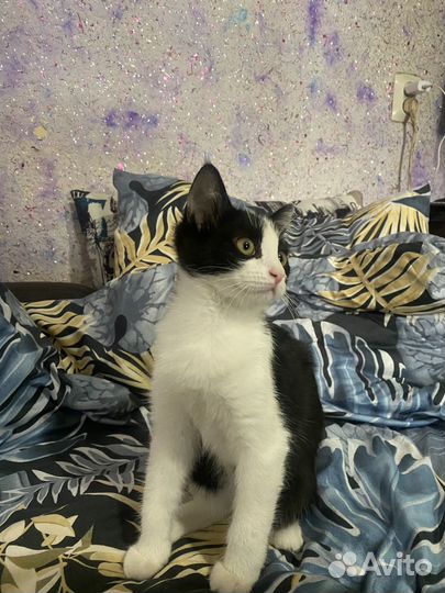 Котенок бесплатно