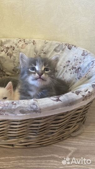 Котенок