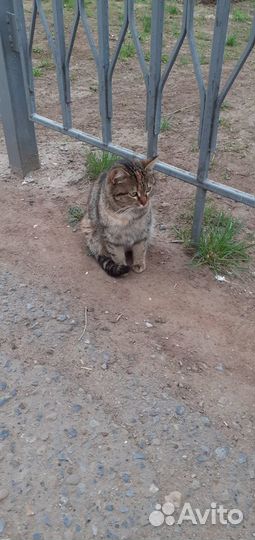Кошечка ищет дом