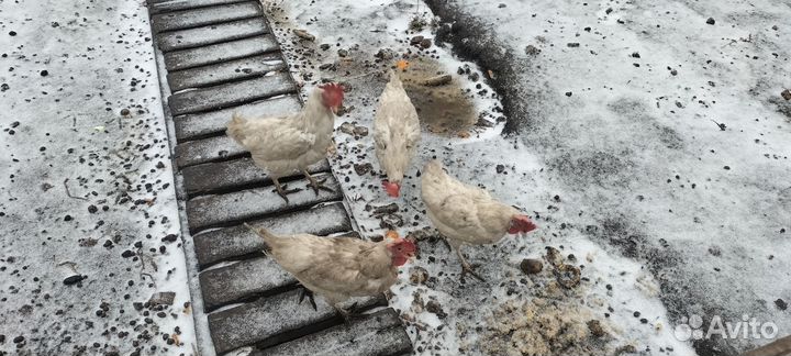 Куры несушки