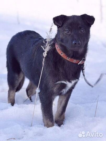 В добрые руки