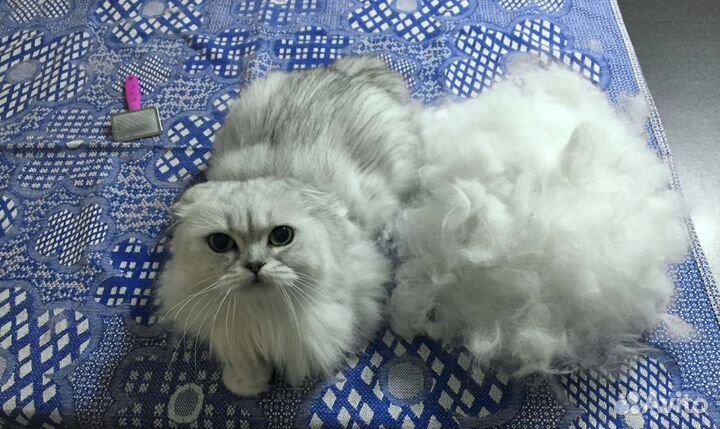 Кошачья шерсть для рукоделия