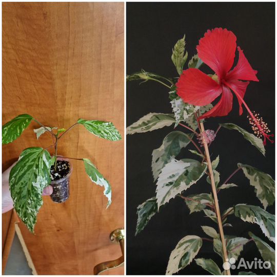 Гибискусы, разные