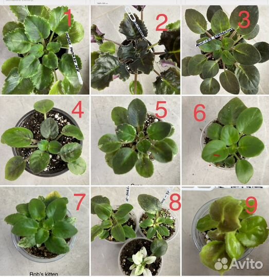 Сортовые фиалки