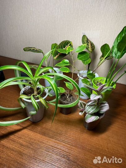 Укорененные черенки