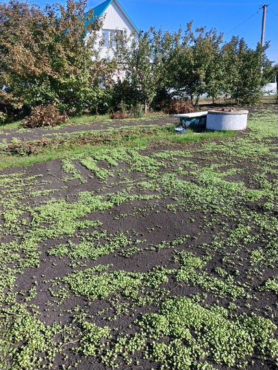 Участок 6 сот. (СНТ, ДНП)