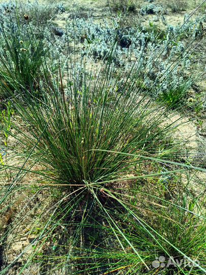 Растения для солончаков, рокариев, бесплодных почв