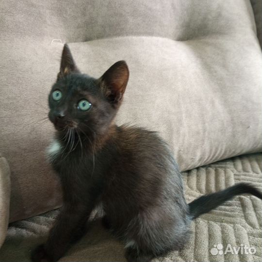 Котята сибирской кошки