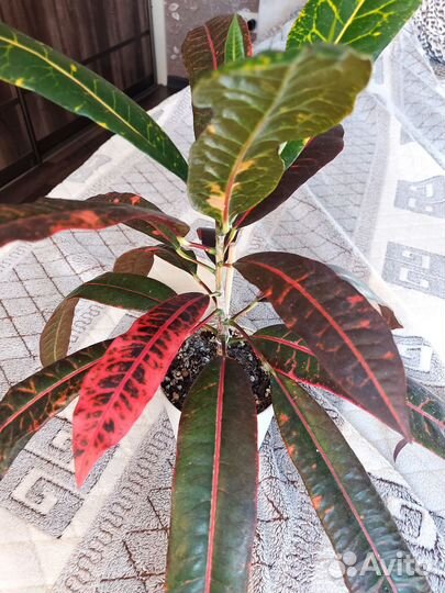 Кротон,кодиум-Queen Victoria,гуябо,филодедрон