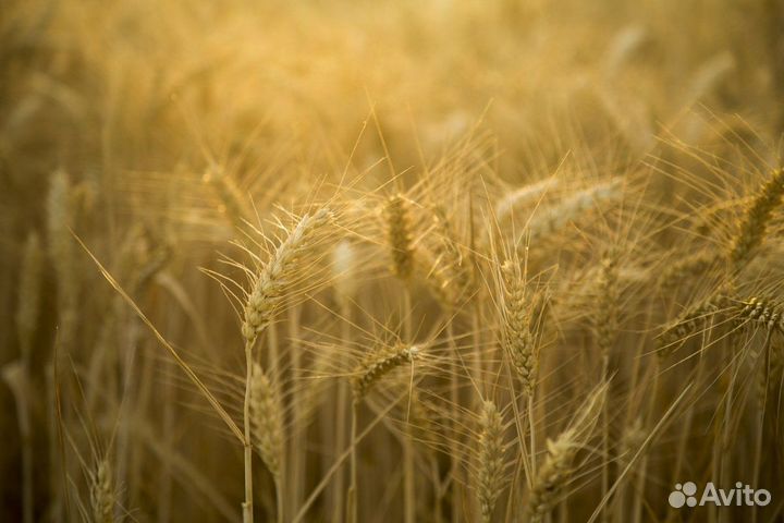 Ячмень,пшеница цельный, дробленый