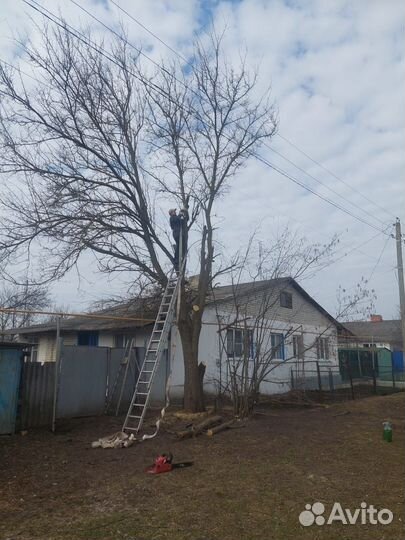 Спил деревьев