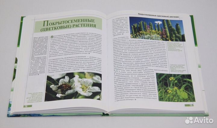 Эрудит. Мир растений