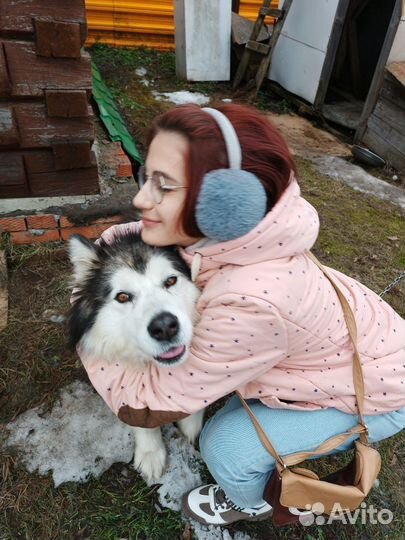 Маламута в добрые руки