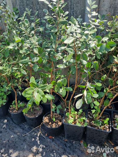 Фейхоа,спирея