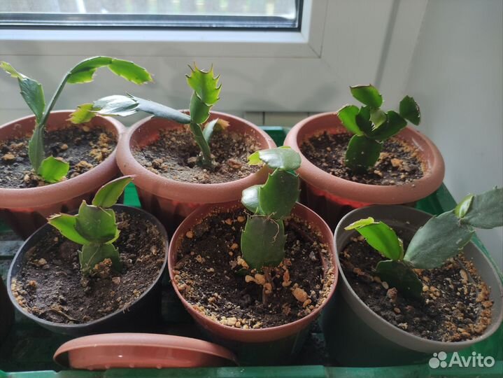 Декабрист шлюмбергера(зигокактус)