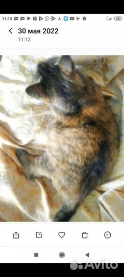 Кошечка Соня-порода европейская/стерилизована