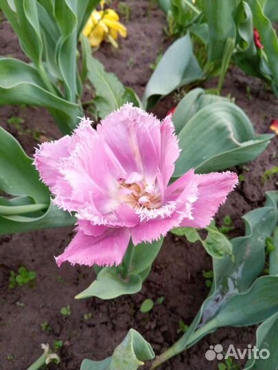 Тюльпаны махровые сортовые