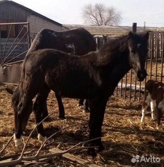 Продам жеребца, кобылу и жеребят