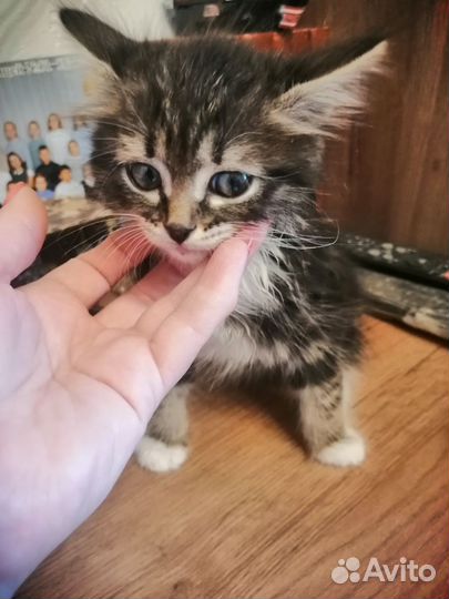 Кошка в дар