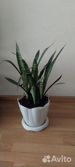 Сансивиерия