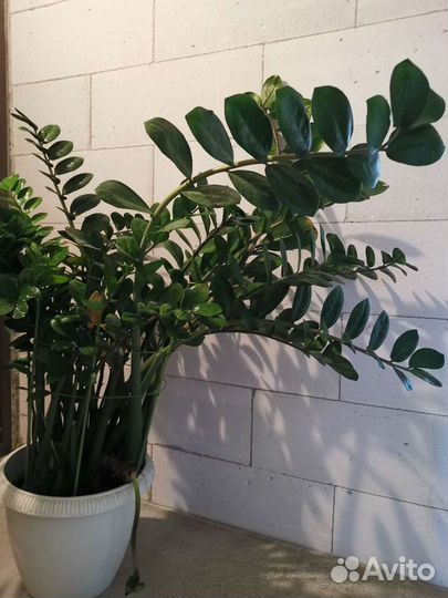 Фикусы, Замиокулькас, Финик, Драцены, Лилии, Цикас