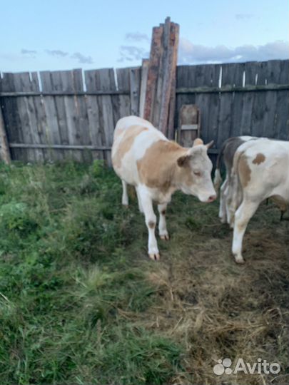 Тёлка стельная