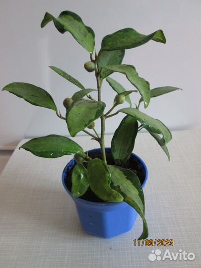 Комнатные растения цветы