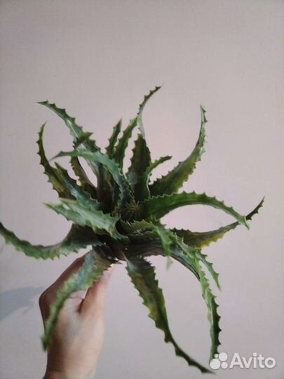 Алое искусственные