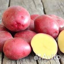 Семенной картофель ред скарлет