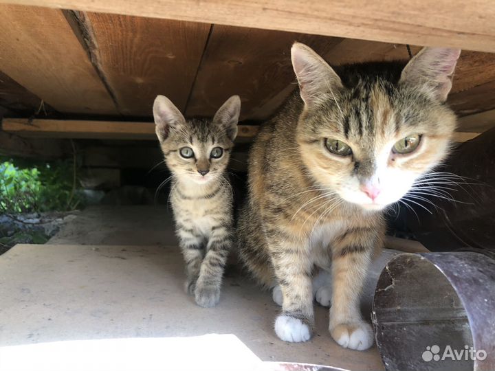 Котята