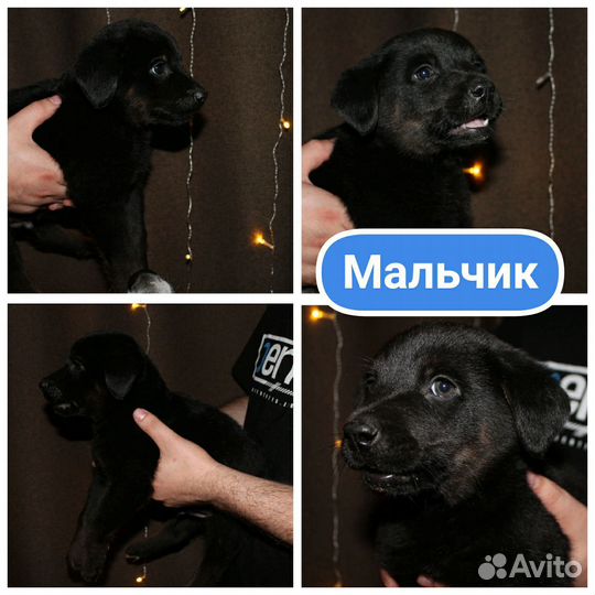 Щенки в добрые руки