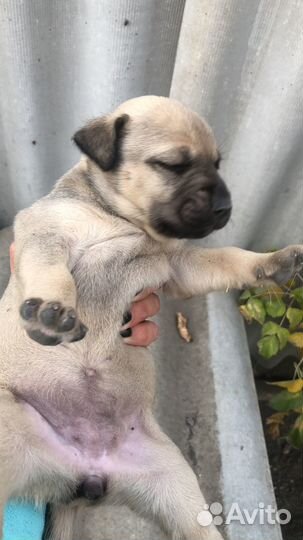 Отдам в добрые руки бесплатно, (4 мальчика)