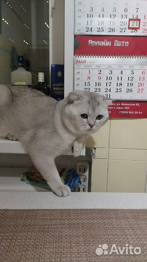 Продажа шотландские котята скоттиш-фолд