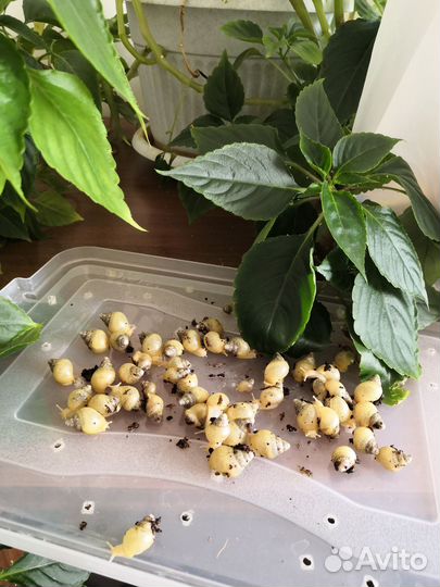 Улитки ахатины