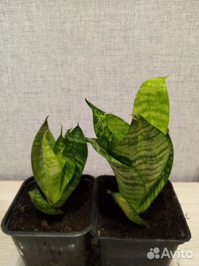 Сансевиерия ханни грин