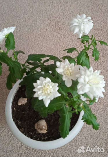 Укорененные черенки хризантемы махровой