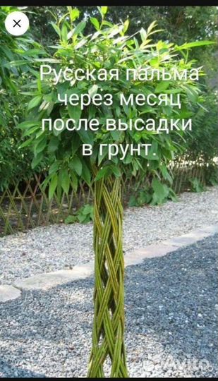 Плетёное дерево из ивы, Русская пальма