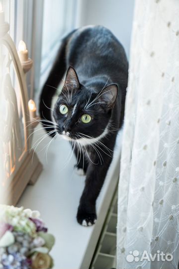 Ласковая кошечка Кася в дар