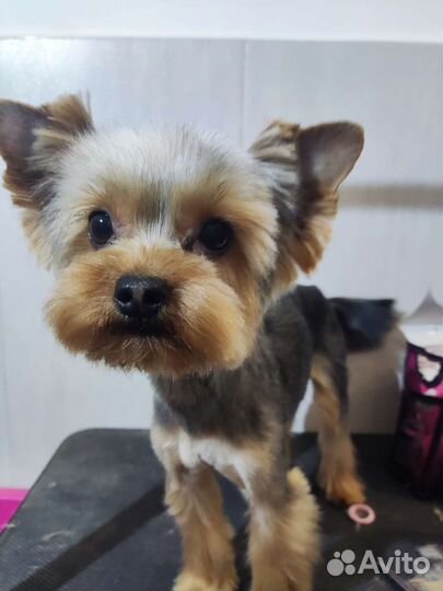 Стрижка собак породы Йоркширский терьер